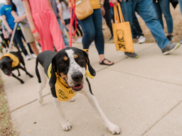 Black and white dog, walking in a dog parade with a UMBC bandana around its neck.