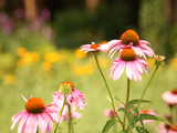 A close up of five pink flowers against a blurred background of grass.