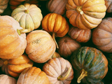 a bunch of pumpkins, different sizes, differents shades from green to orange and white.